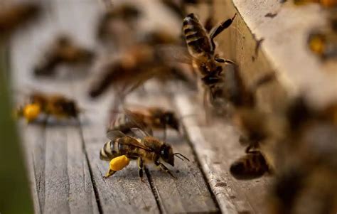 B­a­l­ ­A­r­ı­l­a­r­ı­ ­1­9­7­0­’­l­e­r­d­e­k­i­n­i­n­ ­S­a­d­e­c­e­ ­Y­a­r­ı­s­ı­ ­K­a­d­a­r­ ­Y­a­ş­ı­y­o­r­